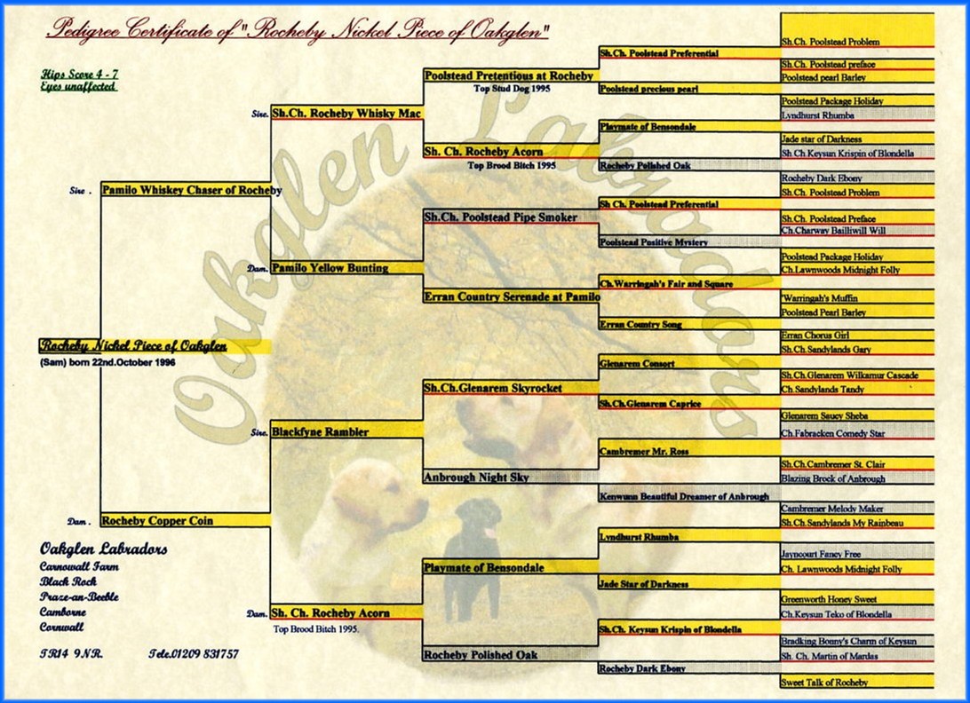  Pedigree of Labrador" Rocheby Nickel Piece of Oakglen"